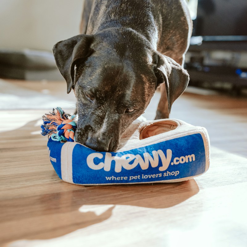 Gourde pour chien 500ml